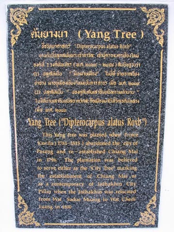 Yang Tree Plaque, Wat Chedi Luang, Chiang Mai, Thailand