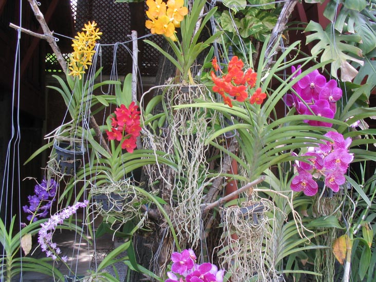 Orchids, Jim Thompson House and Museum, Bangkok, Thailand