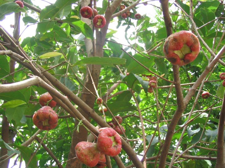 Rose Apple Tree, Mae Taeng River Valley, Chiang Mai Province, Thailand
