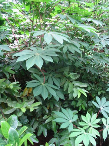 Tapioca Plant, Mae Taeng River Valley, Chiang Mai Province, Thailand