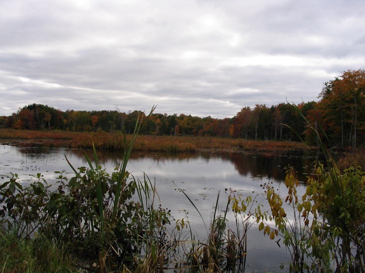Wetlands Near Lake Ontario Off Of Route 3 Near Pulaski, New York