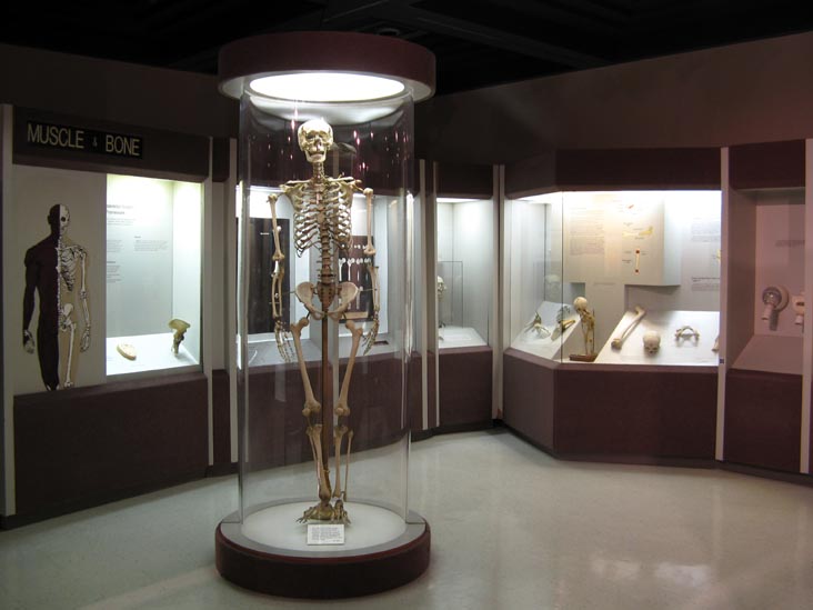 Human Body, Human Being Exhibit, National Museum of Health and Medicine, Walter Reed Army Medical Center, 6900 Georgia Avenue NW, Washington, D.C.