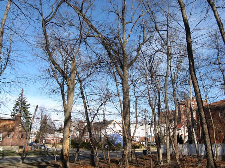 Oakland Lake Area Near 220th Street and 46th Avenue, Alley Pond Park, Queens, January 4, 2010