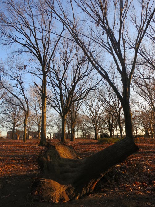Tree Facing Astoria Park Lawn, Astoria Park, Astoria, Queens, December 13, 2012