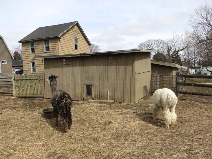 Queens County Farm Museum, Bellerose, Queens, March 11, 2013