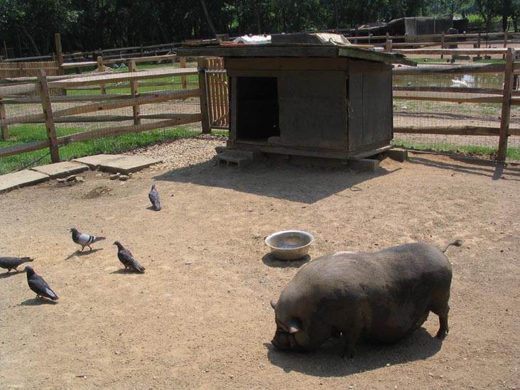Pig, Queens County Farm Museum, Bellerose, Queens, June 22, 2006