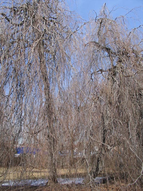 Weeping Beech Tree, Weeping Beech Park, Flushing, Queens