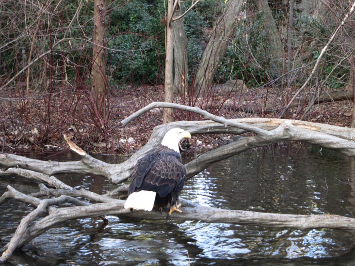 Bald Eagle, Queens Zoo, 53-51 111th Street, Flushing Meadows Corona Park, Queens, January 20, 2013