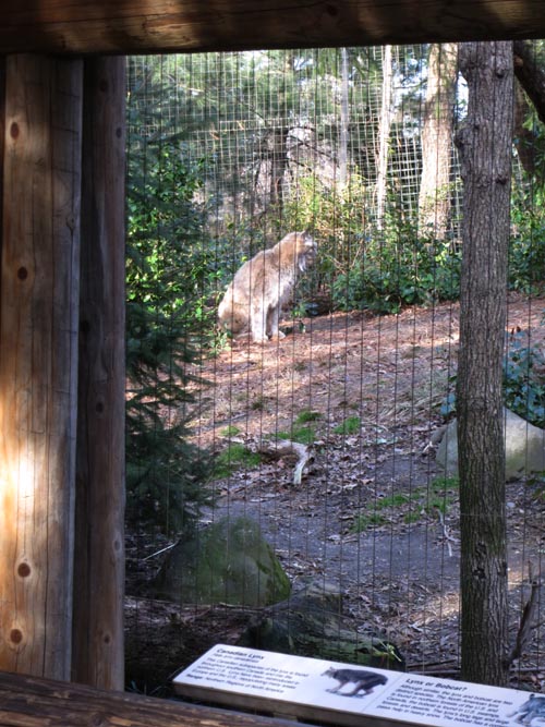Lynx, Queens Zoo, 53-51 111th Street, Flushing Meadows Corona Park, Queens, January 20, 2013
