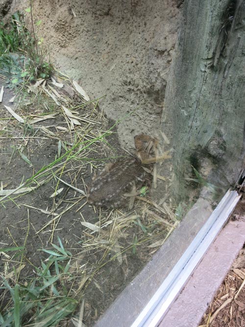 Baby Pudu, Queens Zoo, Flushing Meadows Corona Park, Queens, June 9, 2015
