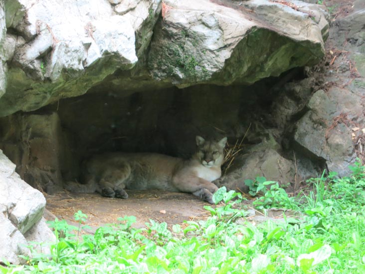 Puma, Queens Zoo, Flushing Meadows Corona Park, Queens, June 9, 2015
