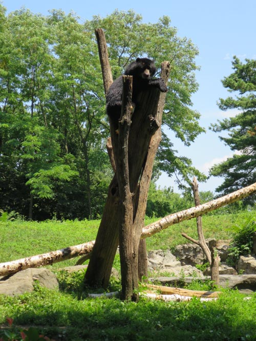 Andean Bear, Queens Zoo, Flushing Meadows Corona Park, Queens, July 12, 2014