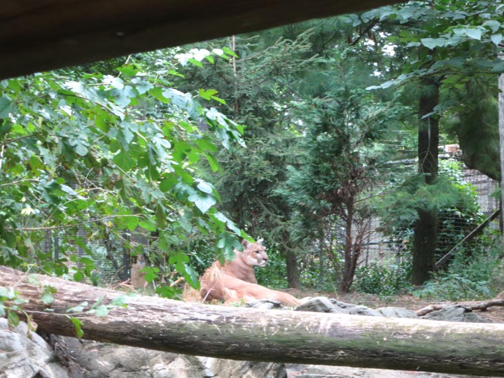 Puma, Queens Zoo, Flushing Meadows Corona Park, Queens, September 21, 2013