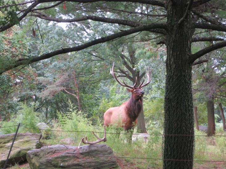 Elk, Queens Zoo, Flushing Meadows Corona Park, Queens, September 21, 2013