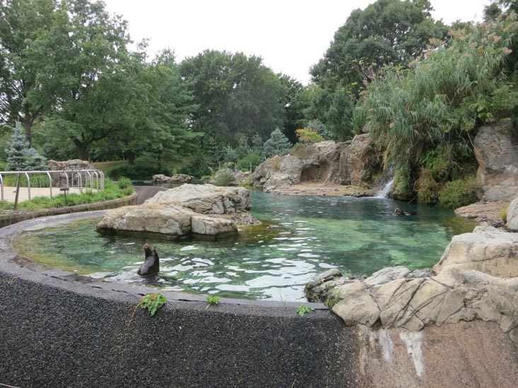 Sea Lions, Queens Zoo, Flushing Meadows Corona Park, Queens, September 21, 2013