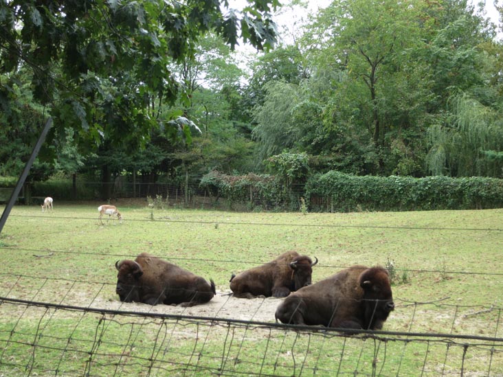 Bison, Queens Zoo, Flushing Meadows Corona Park, Queens, September 21, 2013