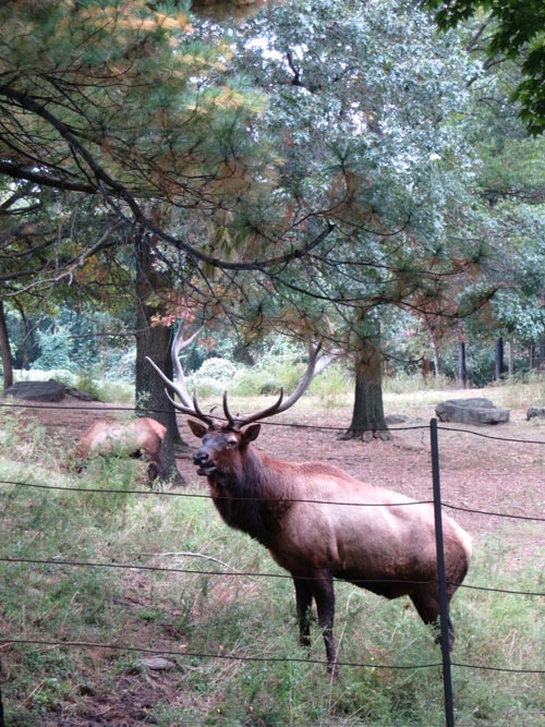 Elk, Queens Zoo, Flushing Meadows Corona Park, Queens, October 5, 2013