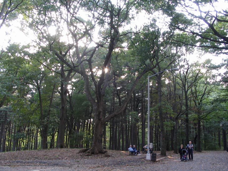Pine Grove off of Forest Park Drive, Forest Park, Queens