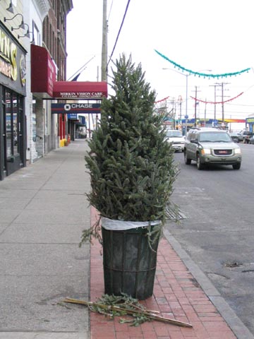 Disposed of Christmas Tree, Beach 116th Street, Rockaway Park, Queens