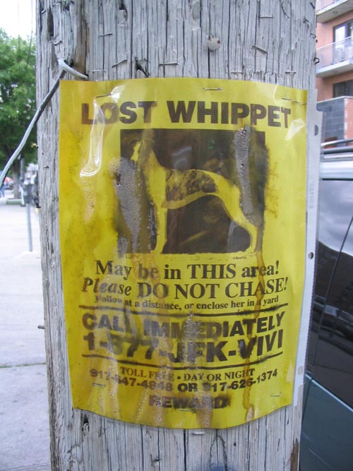 Vivi, Lost Whippet Flier, 41st Avenue Between Union Street and Main Street, Flushing, Queens
