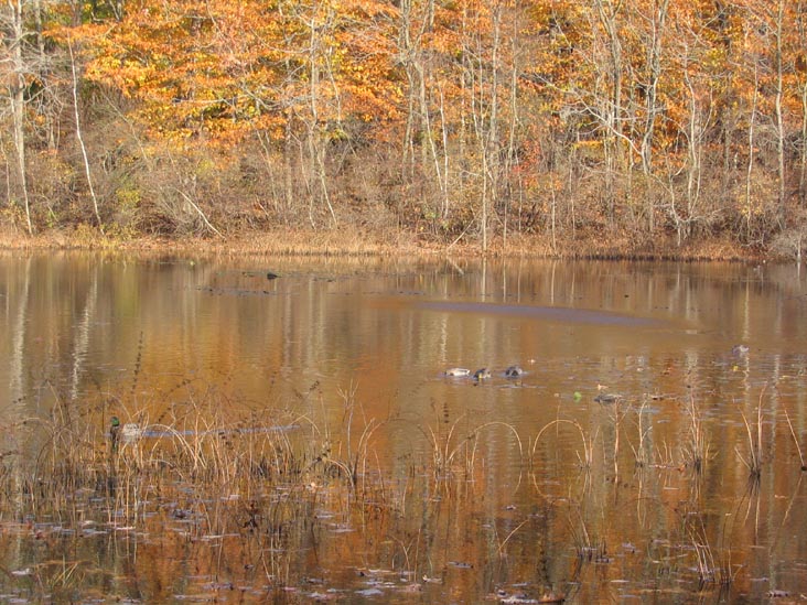 Ducks, Hourglass Pond, Staten Island Greenbelt