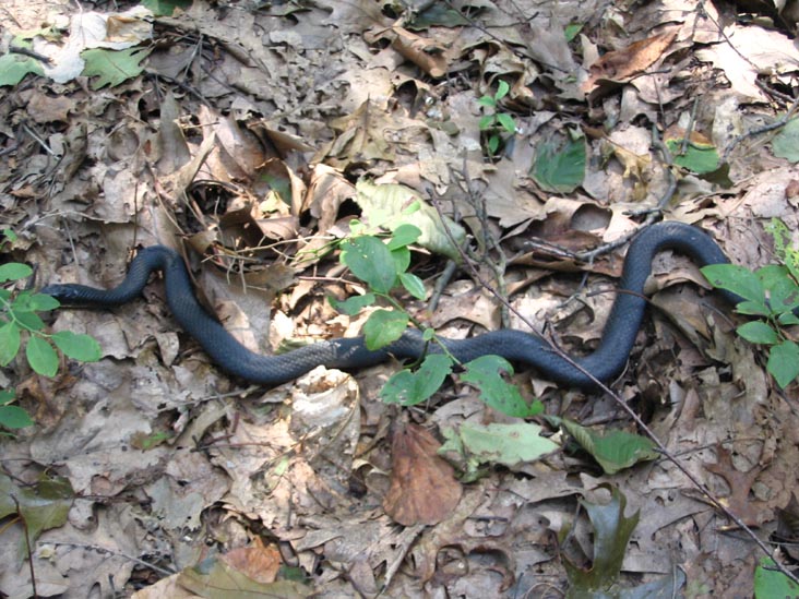 Snake, Red Trail, Staten Island Greenbelt, Staten Island