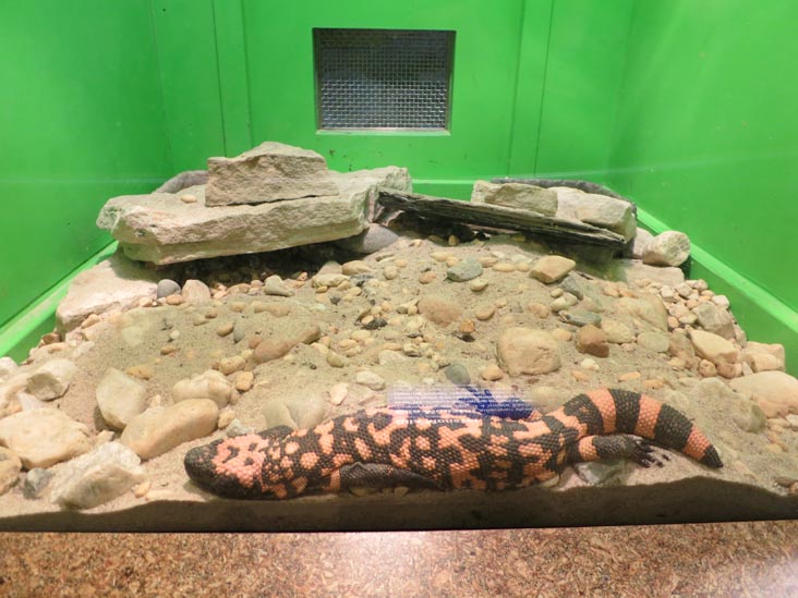 Gila Monster, Reptile Wing, Staten Island Zoo, Staten Island, June 23, 2013