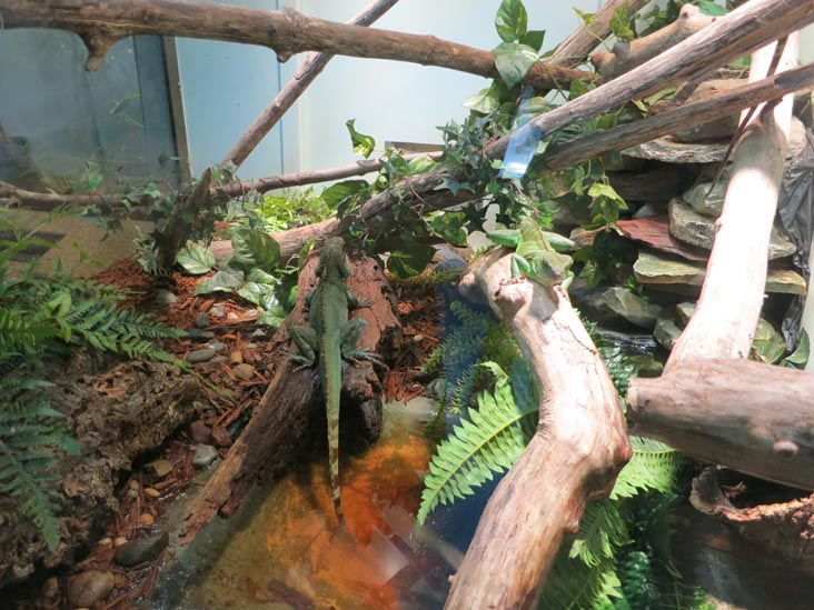 Reptile Wing, Staten Island Zoo, Staten Island, June 23, 2013