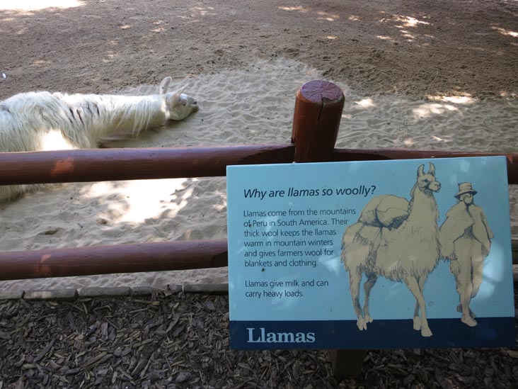 Llamas, Staten Island Zoo, Staten Island, June 23, 2013