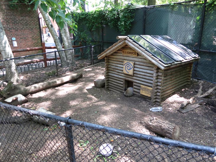 Staten Island Chuck, Staten Island Zoo, Staten Island, June 23, 2013
