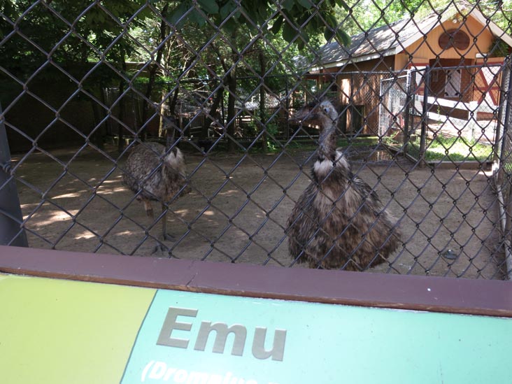 Emu, Staten Island Zoo, Staten Island, June 23, 2013