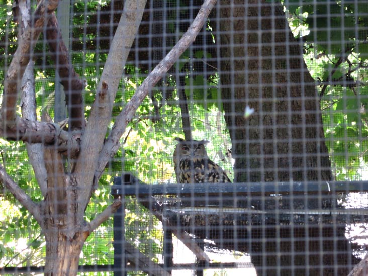 Owl, Staten Island Zoo, Staten Island, June 23, 2013