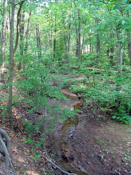 Tappen's Creek, Abraham's Pond Foot Trail, Clay Pit Ponds State Park Preserve, Charleston, Staten Island