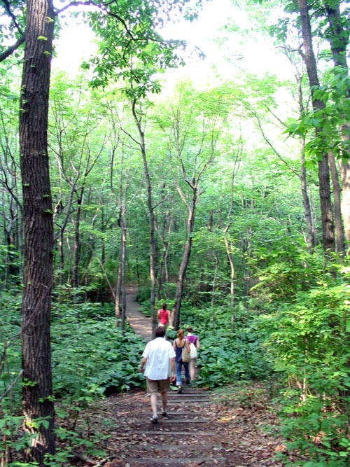 Ellis Swamp Foot Trail, Clay Pit Ponds State Park Preserve, Charleston, Staten Island