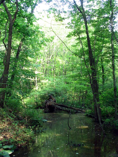 Abraham's Pond Foot Trail, Clay Pit Ponds State Park Preserve, Charleston, Staten Island