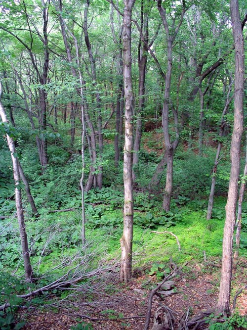Abraham's Pond Foot Trail, Clay Pit Ponds State Park Preserve, Charleston, Staten Island