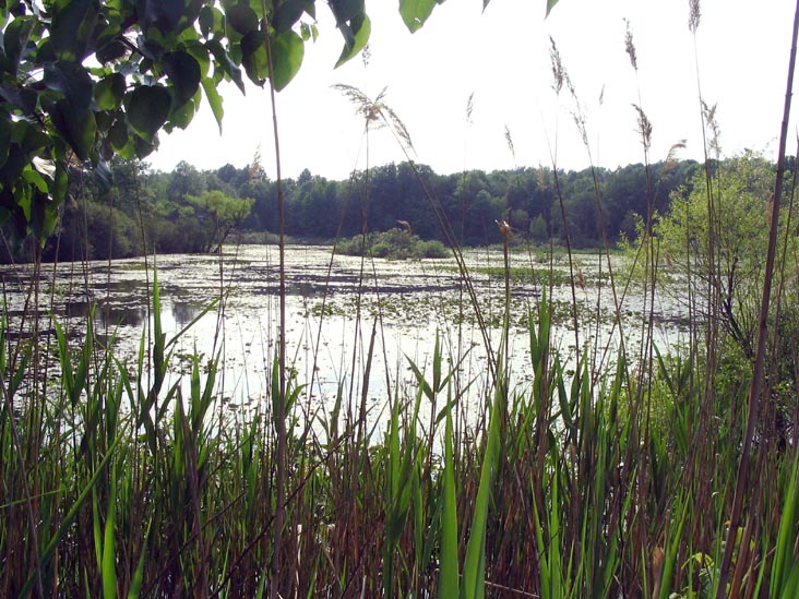 Sharrotts Pond, Clay Pit Ponds State Park Preserve, Charleston, Staten Island