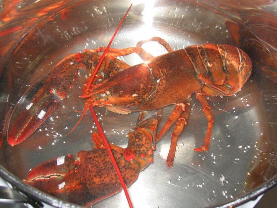 How To Cook A Live Lobster: Boiling The Lobster