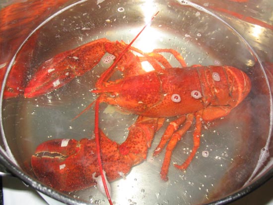 How To Cook A Live Lobster: Finished Boiling