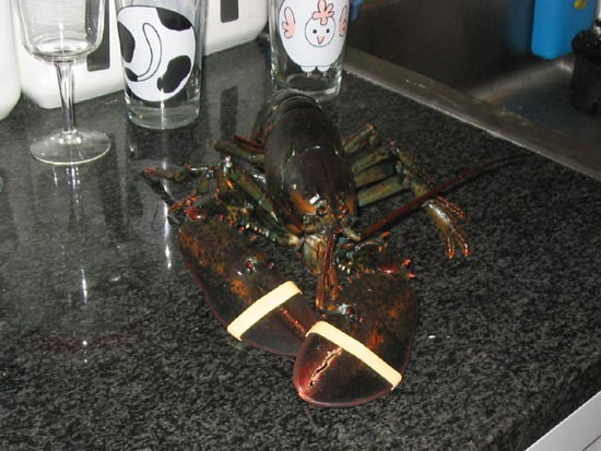 How To Cook A Live Lobster: Do Not Forget To Snip Off Rubber Bands