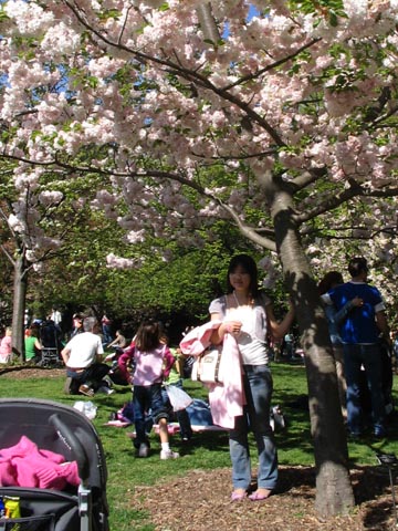 Sakura Matsuri Cherry Blossom Festival, Brooklyn Botanic Garden, April 29, 2006