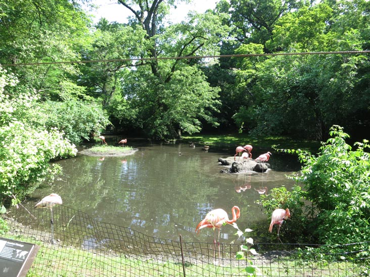 Flamingoes, Bronx Zoo, Bronx Park, The Bronx, June 2, 2013