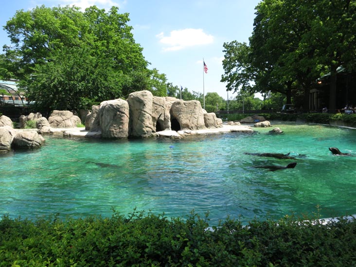 Sea Lions, Bronx Zoo, Bronx Park, The Bronx, June 2, 2013