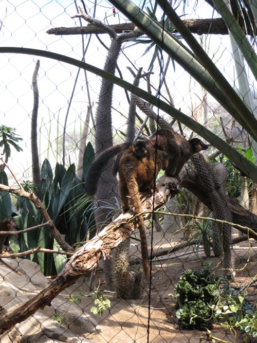 Lemur, Bronx Zoo, Bronx Park, The Bronx, June 2, 2013