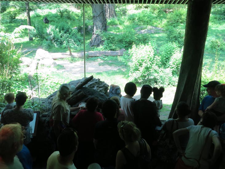 Congo Gorilla Forest, Bronx Zoo, Bronx Park, The Bronx, June 2, 2013