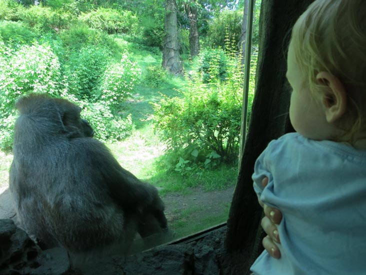 Congo Gorilla Forest, Bronx Zoo, Bronx Park, The Bronx, June 2, 2013