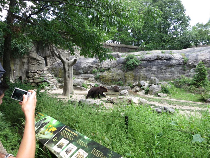 Big Bears, Bronx Zoo, Bronx Park, The Bronx, June 2, 2013