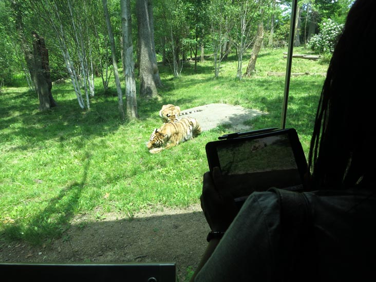 Tiger Mountain, Bronx Zoo, Bronx Park, The Bronx, June 2, 2013