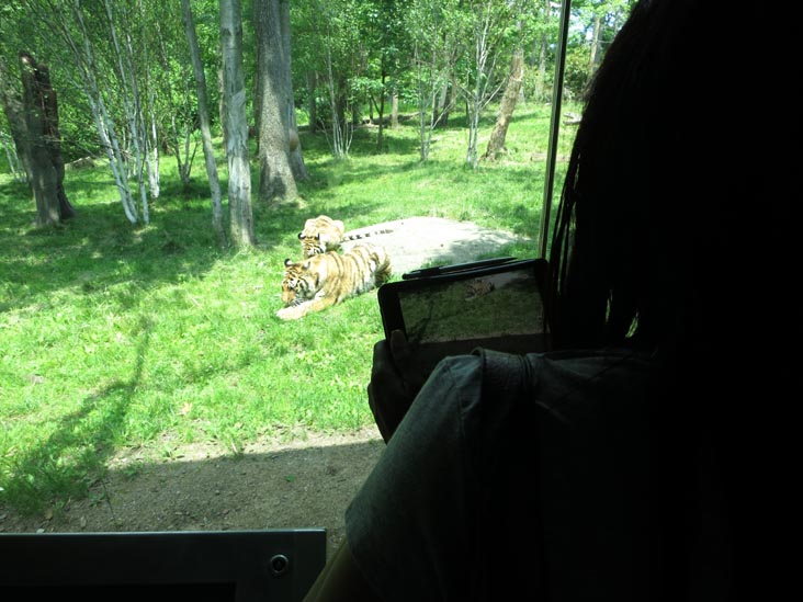 Tiger Mountain, Bronx Zoo, Bronx Park, The Bronx, June 2, 2013