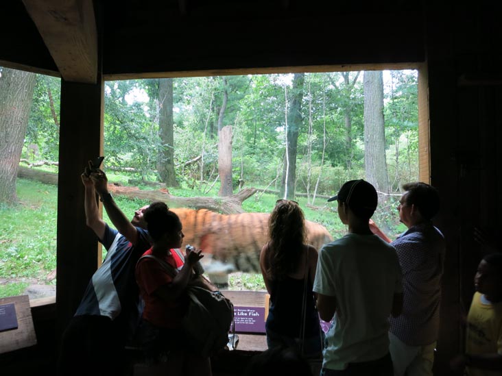 Tiger Mountain, Bronx Zoo, Bronx Park, The Bronx, July 14, 2015